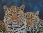 (image for) 2 Leopards